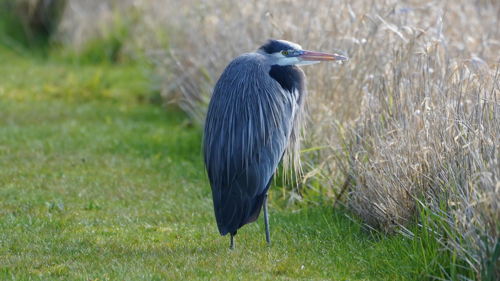 Great Blue Heron