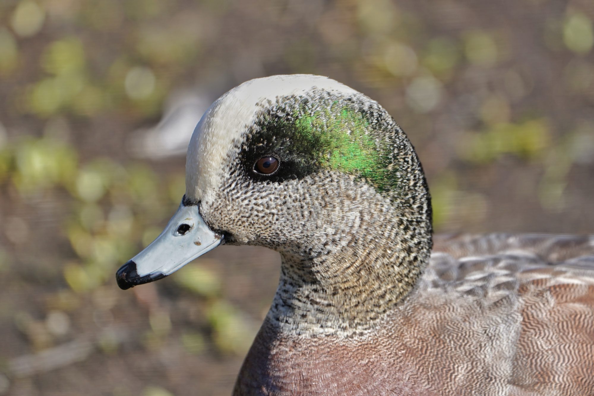 American Wigeon