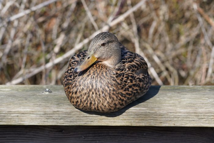 Female Mallard