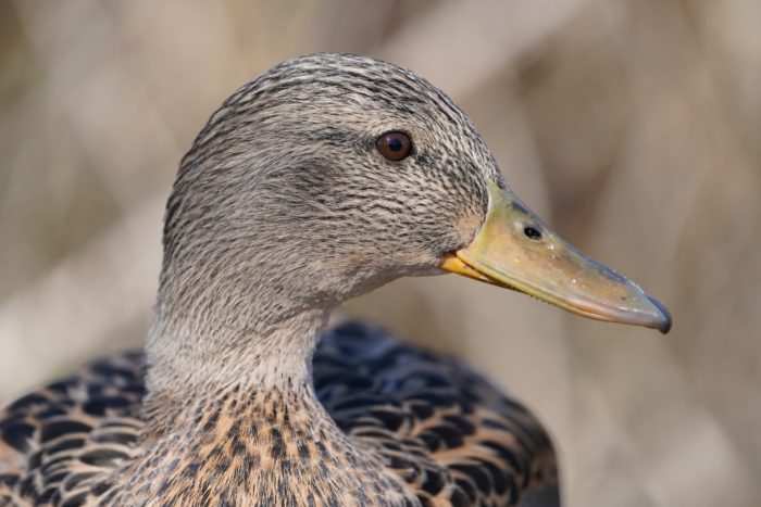 Female Mallard