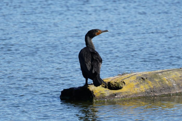 Double-crested Cormorant