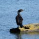 Double-crested Cormorant by itself