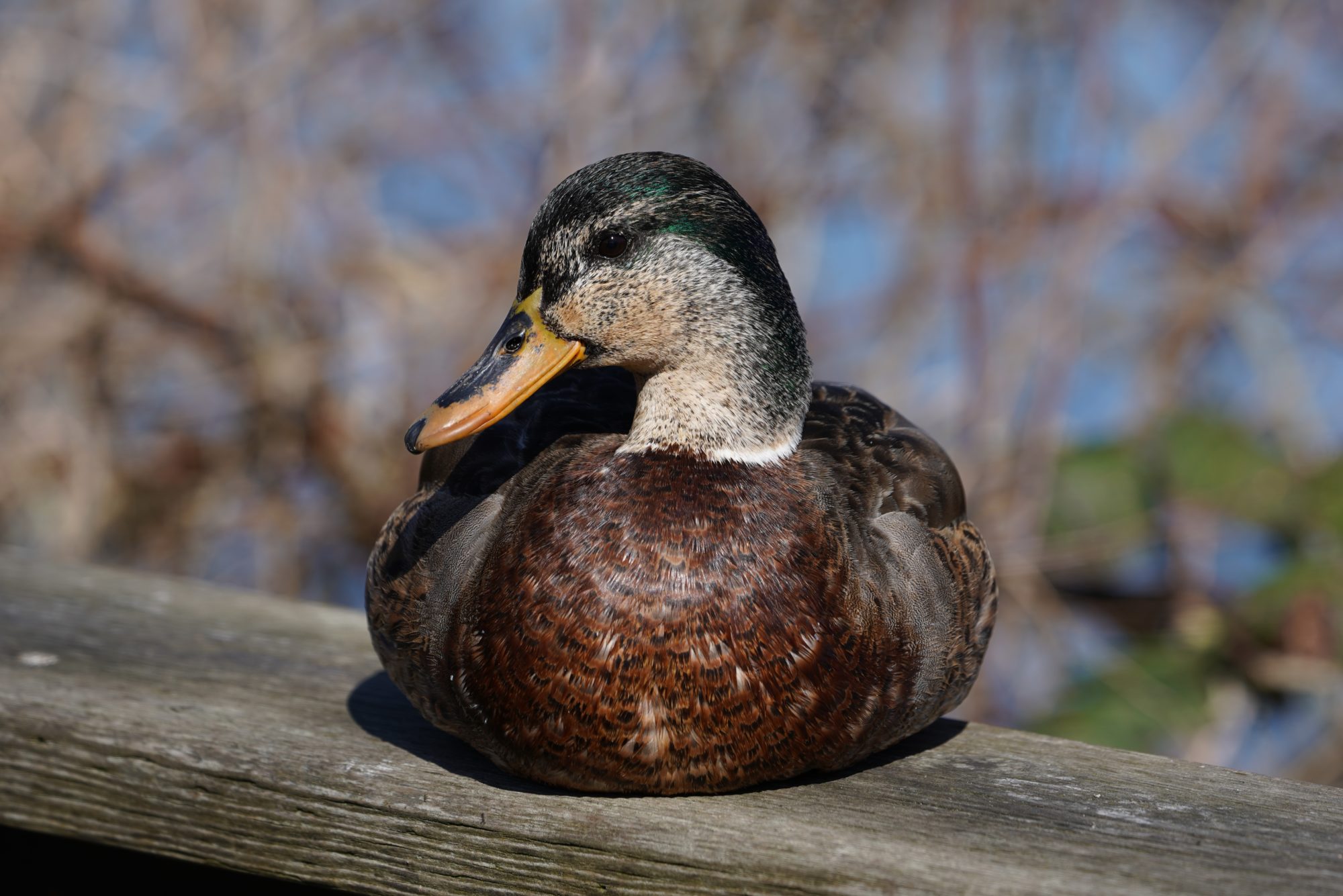 Mallard