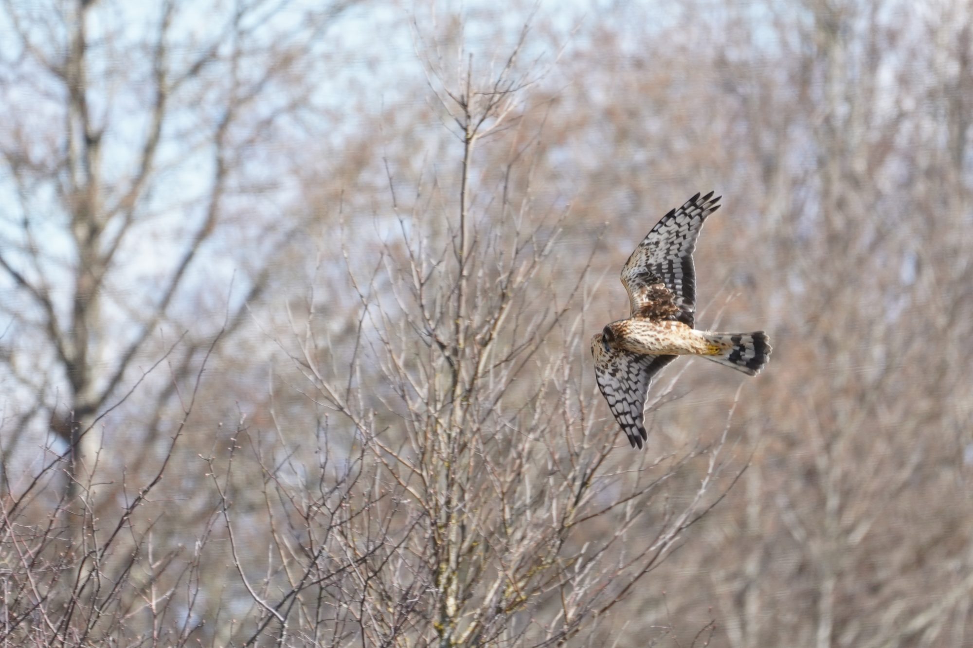 Northern Harrier