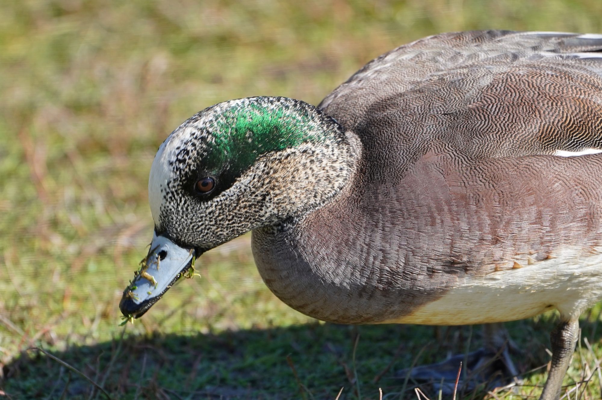 American Wigeon