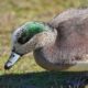 Browsing Wigeon