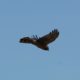 Another Harrier