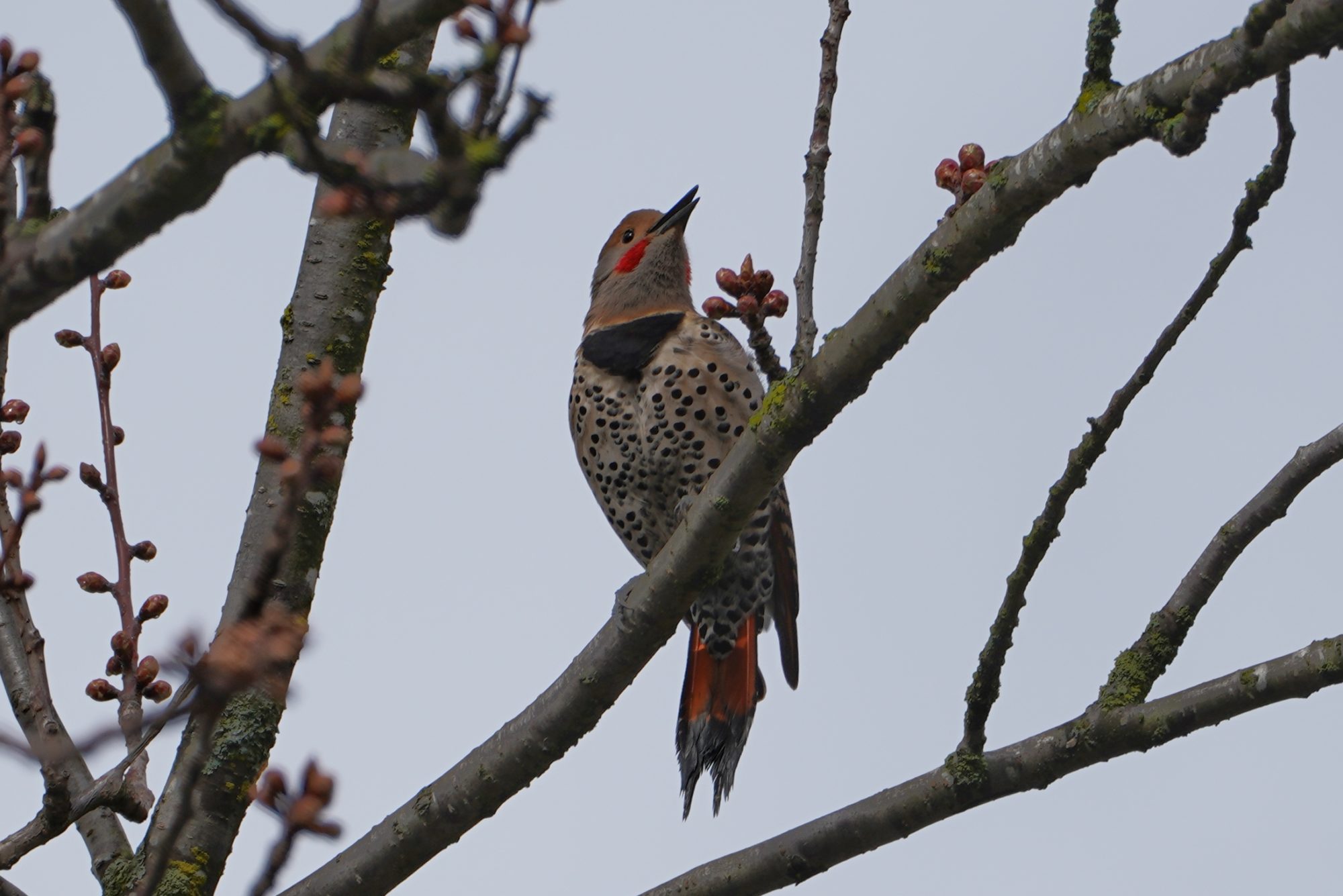 Northern Flicker