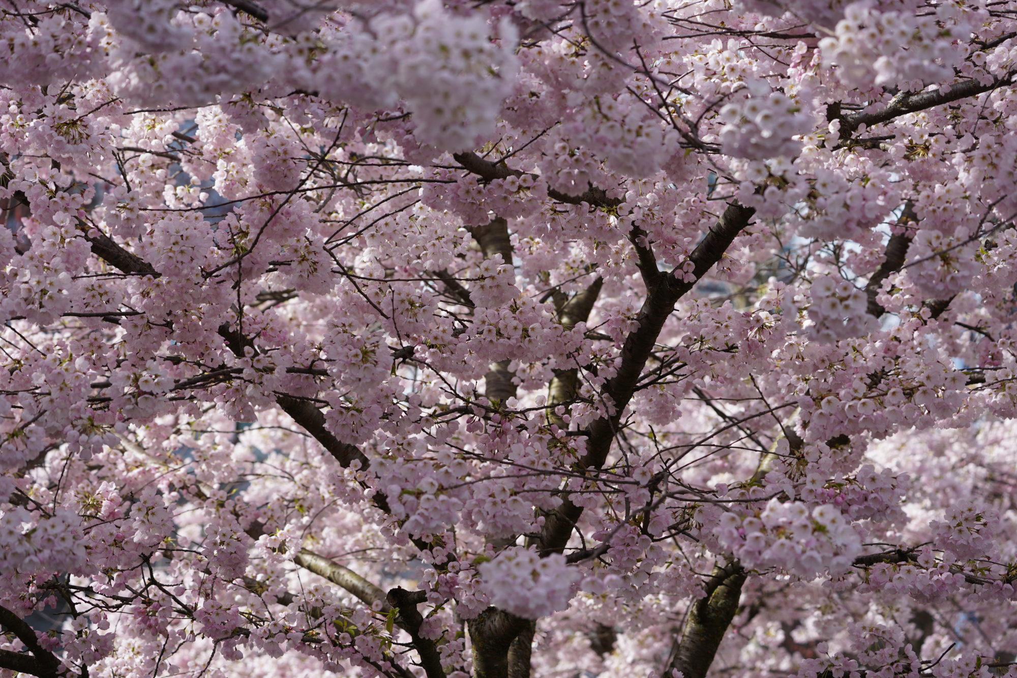 Cherry blossoms