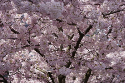 Cherry blossoms