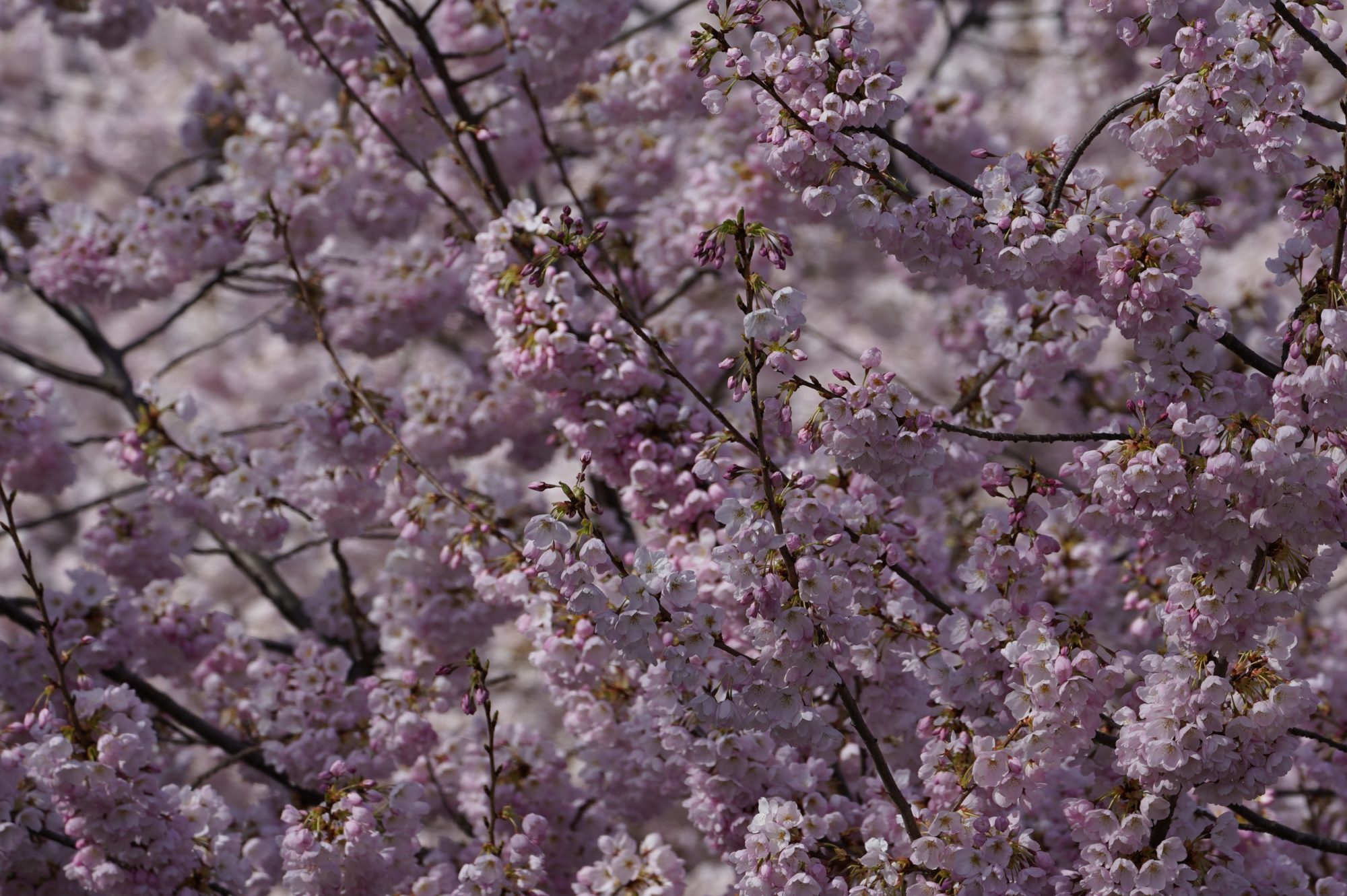 Pink blossoms