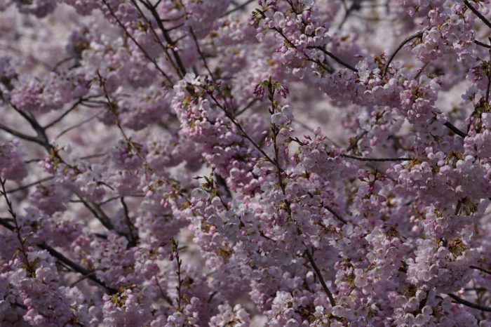 Pink blossoms