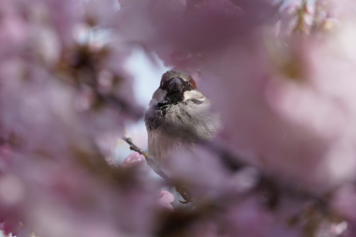 House Sparrow