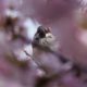 Sparrow in the blossoms