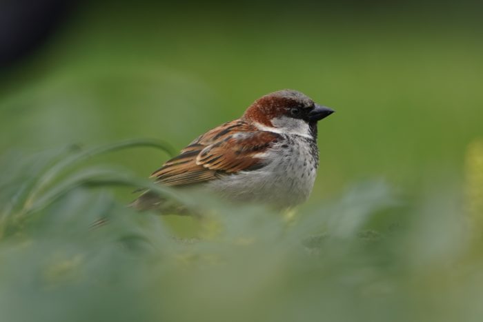 House Sparrow