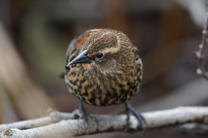 Red-winged Blackbird