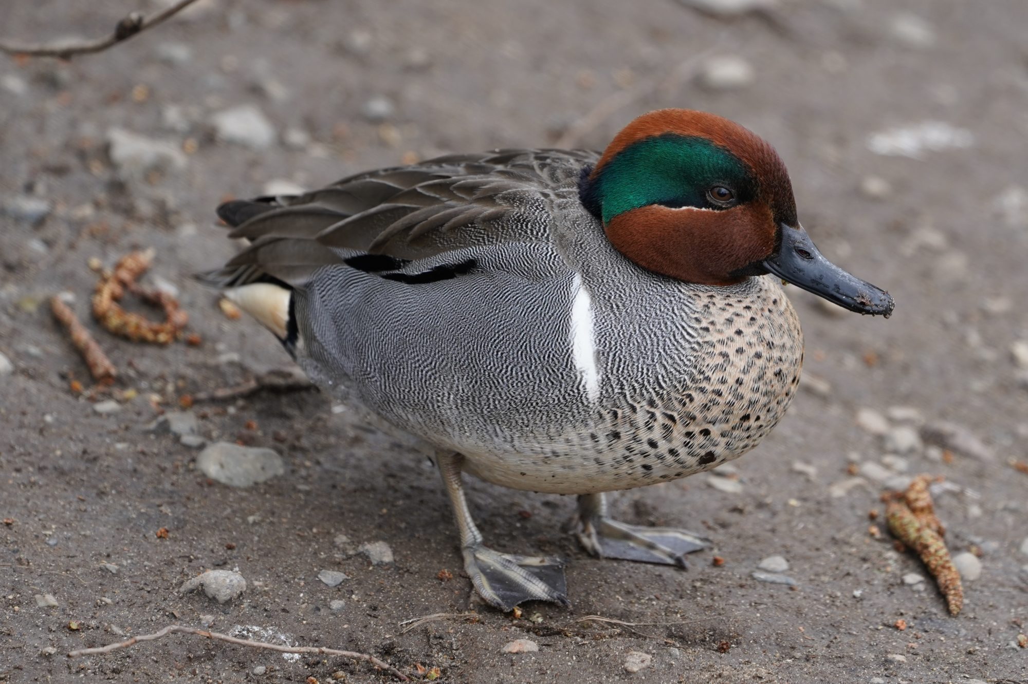 Green-winged Teal, male