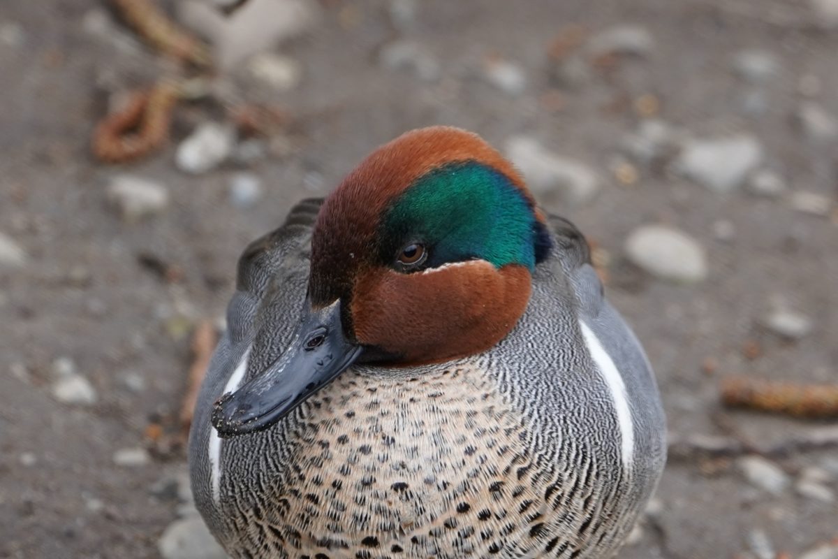Green-winged teal male
