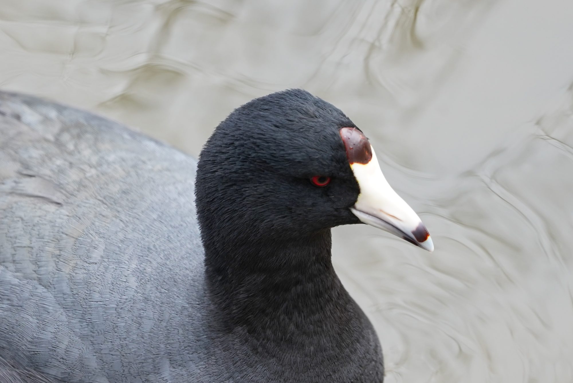 American Coot