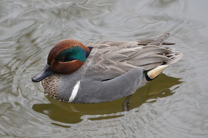 Green-winged Teal