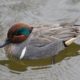 Green-winged Teal, swimming