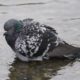 Fluffy pigeon having a bath, 1