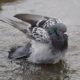 Fluffy pigeon having a bath, 4
