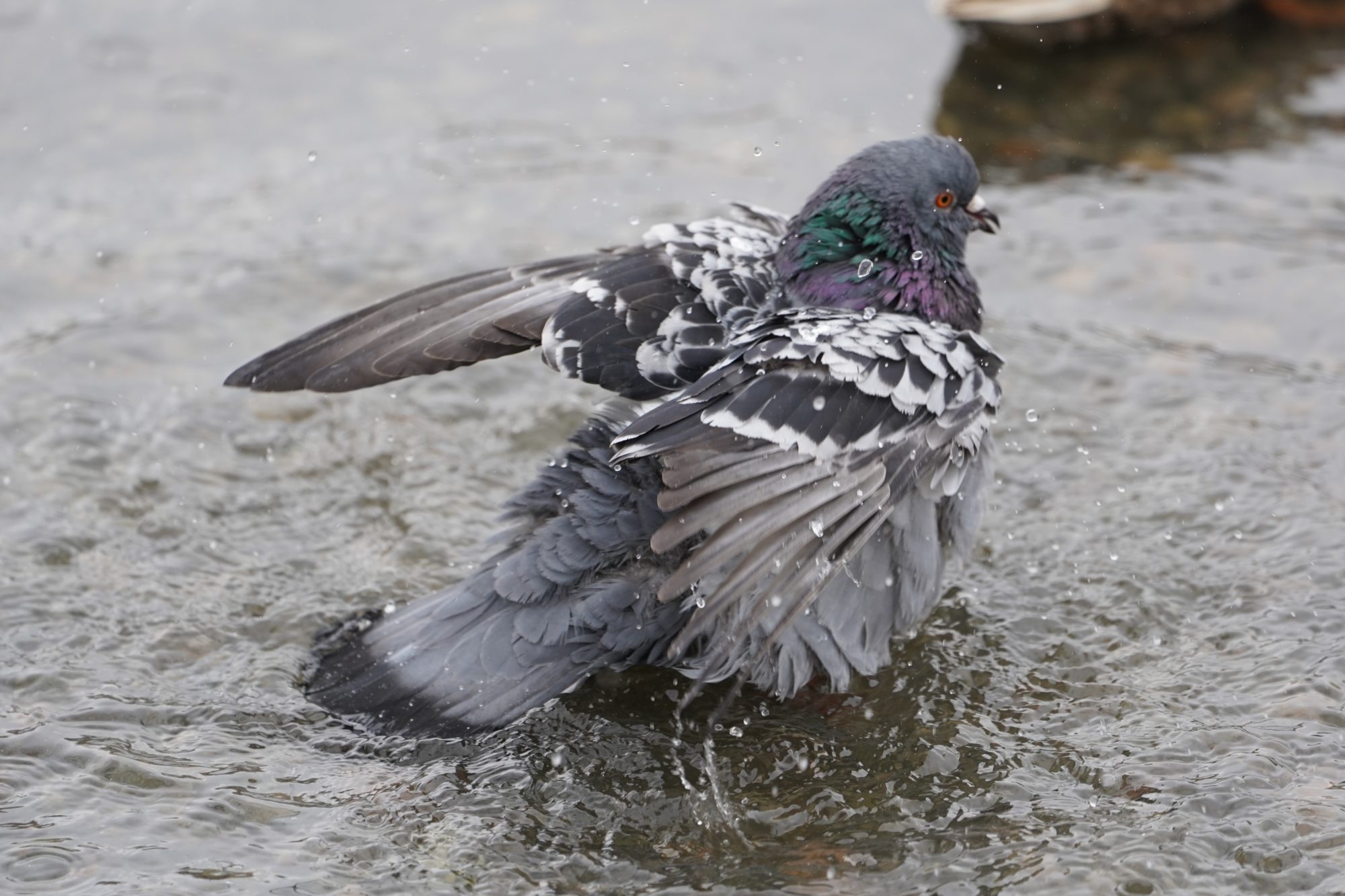Pigeon