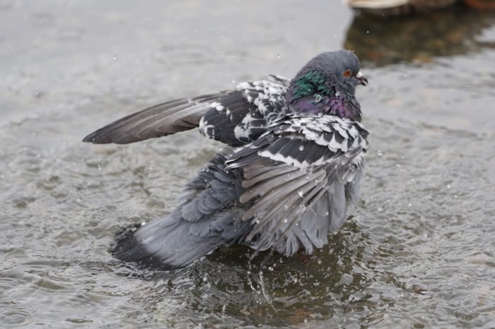 Pigeon