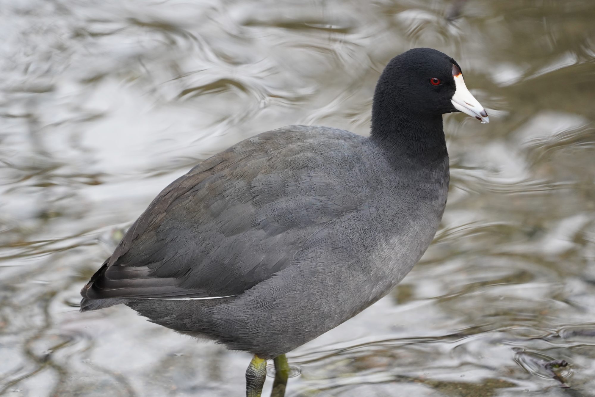 American Coot