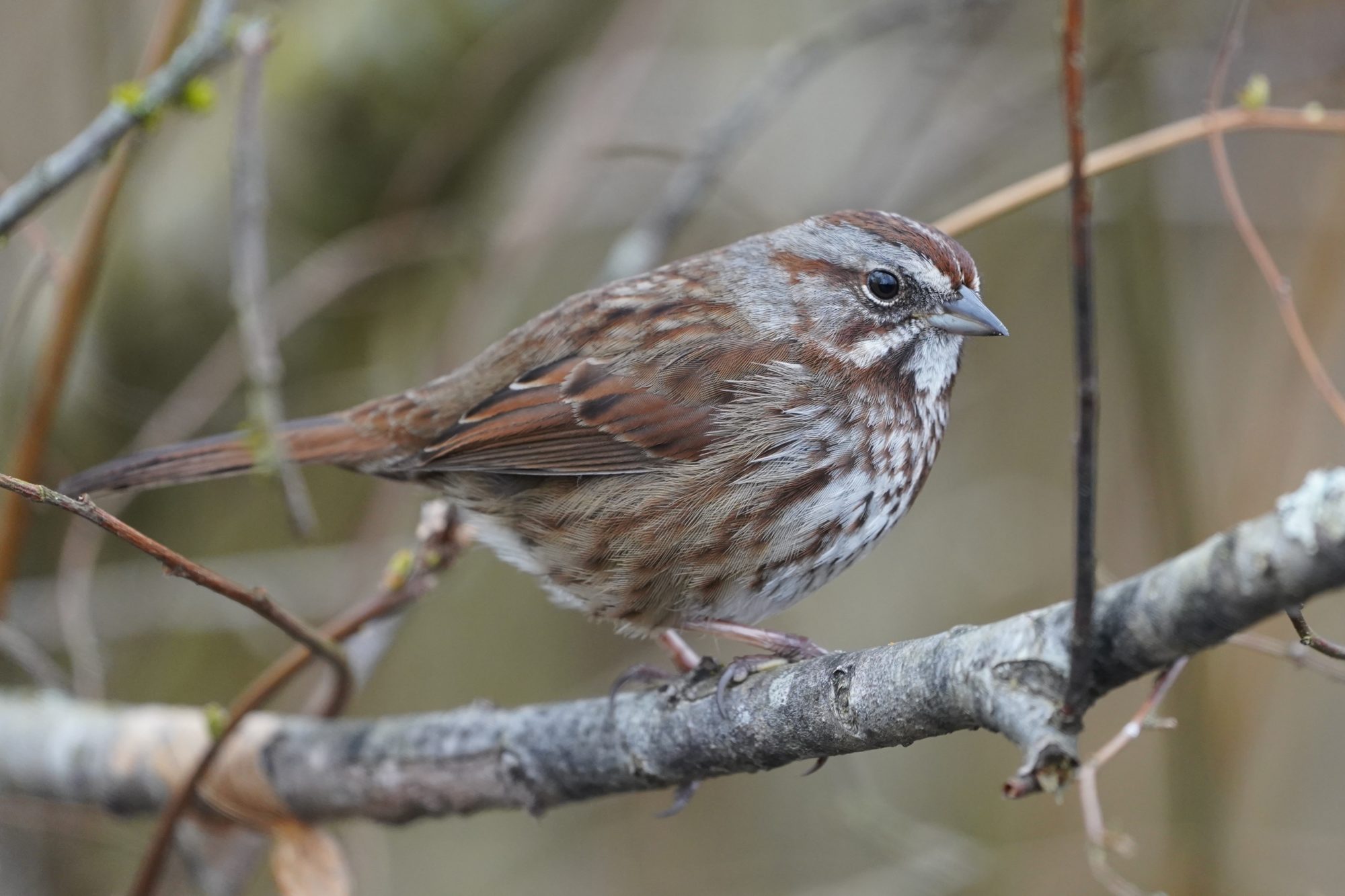 Song Sparrow