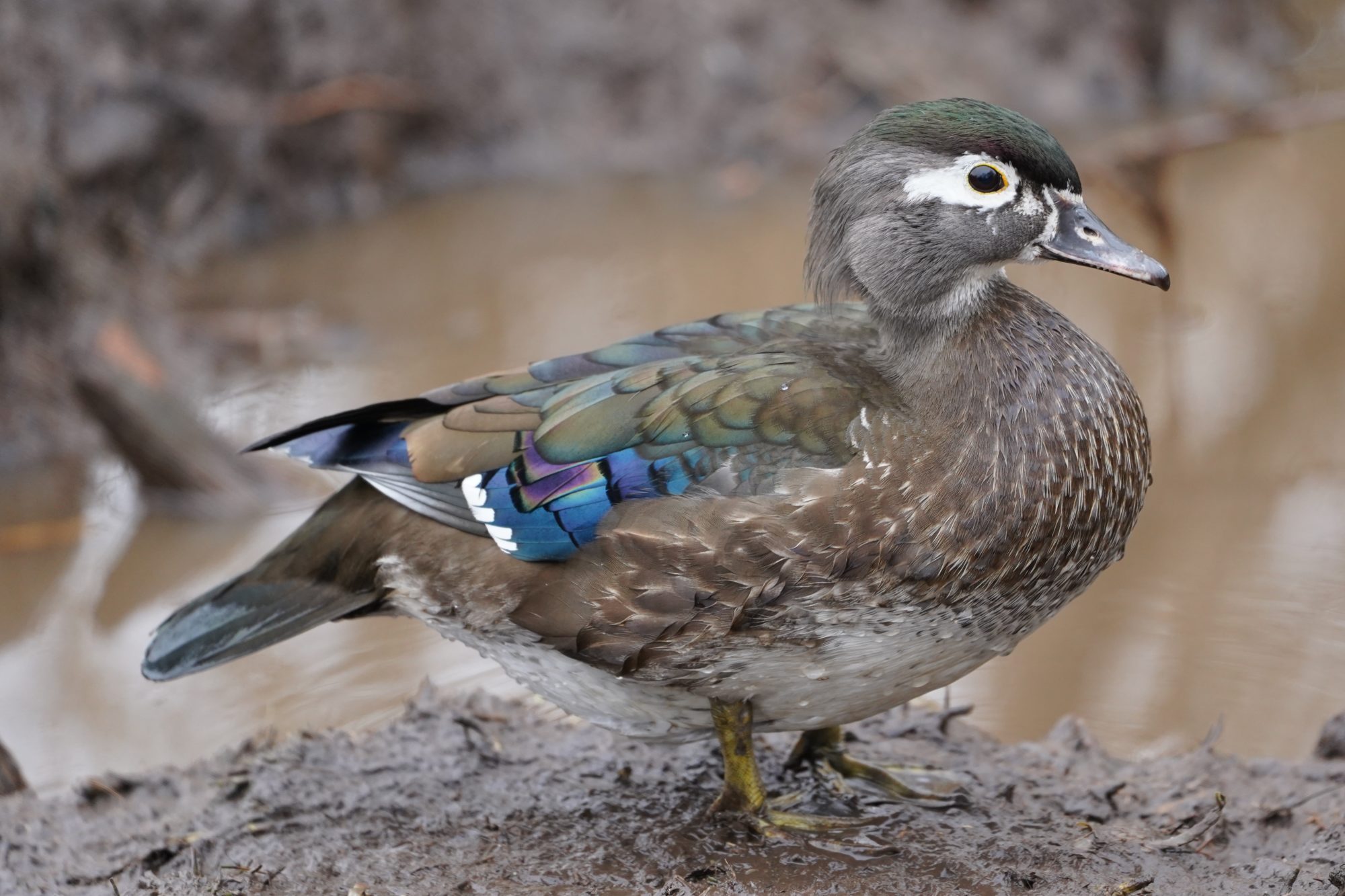 Wood Duck, female