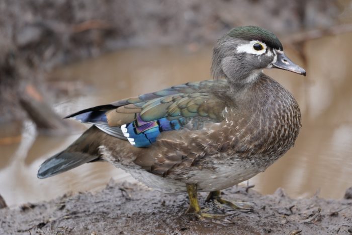 Wood Duck, female