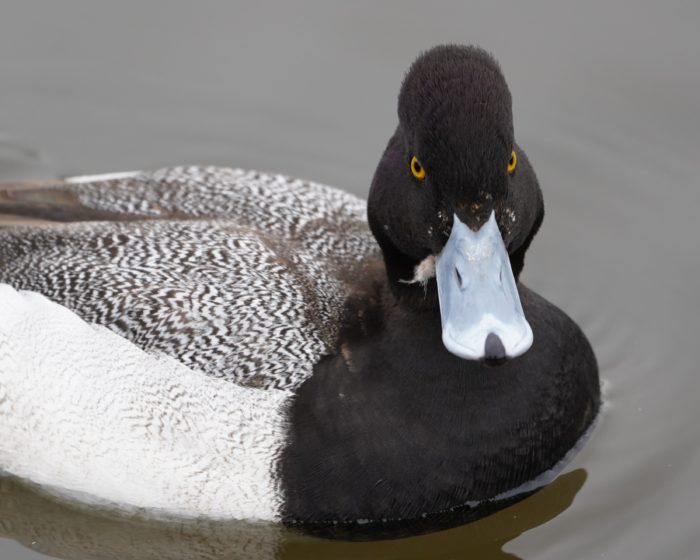 Lesser Scaup