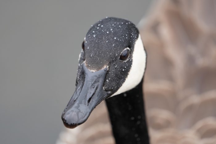 Canada Goose