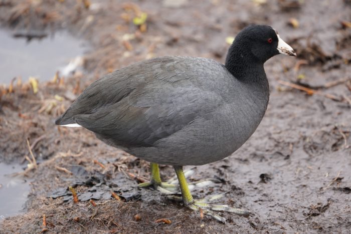 American Coot