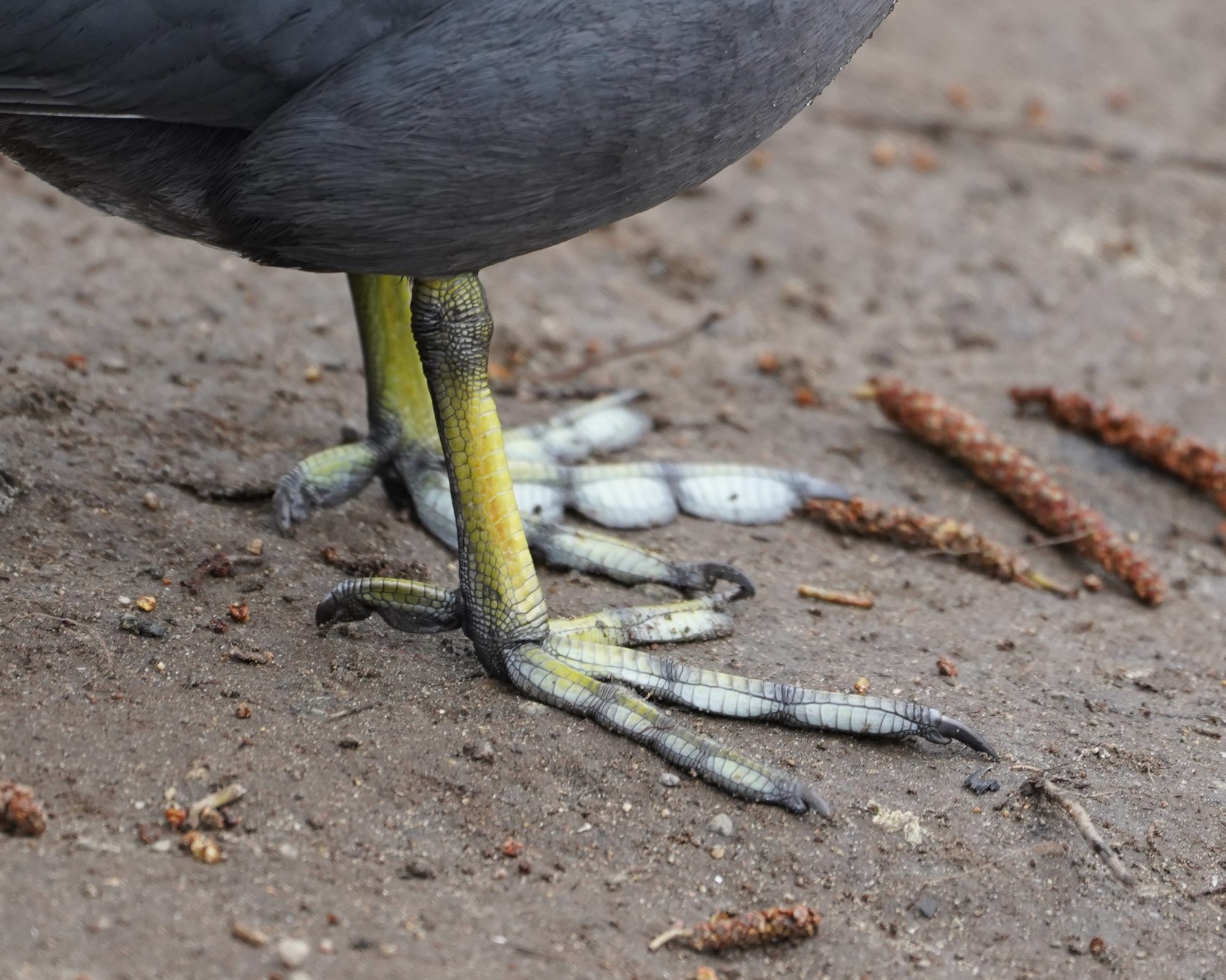 Coot feet