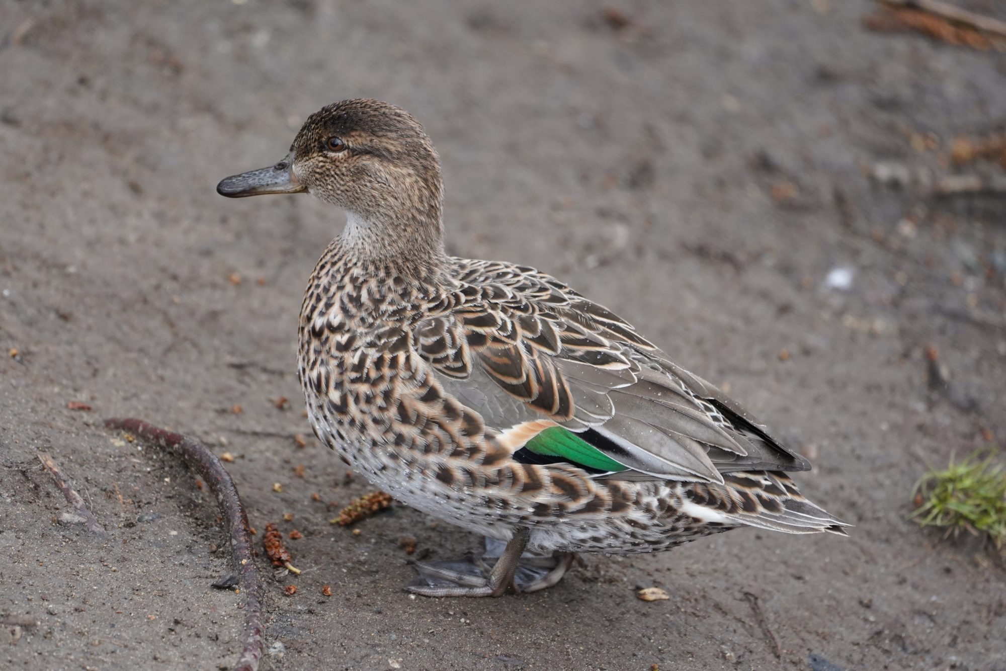 Green-winged Teal, female