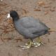 Another coot walking