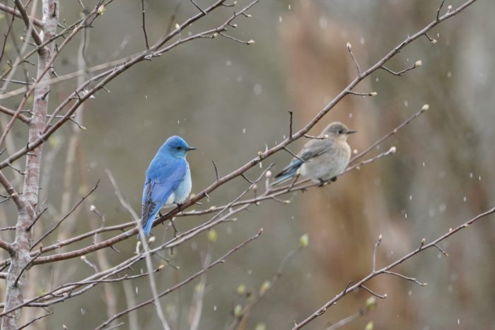 Mountain Bluebirds