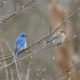 Mr and Mrs Mountain Bluebird