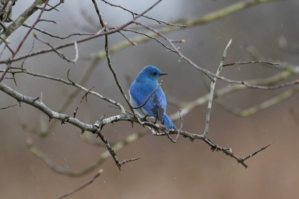 Mountain Bluebird male