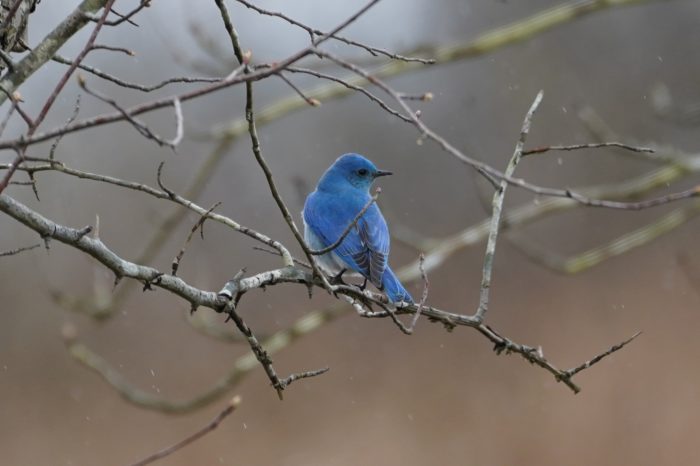 Mountain Bluebird male