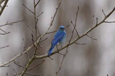 Mountain Bluebird