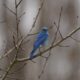 Mountain Bluebird, 3