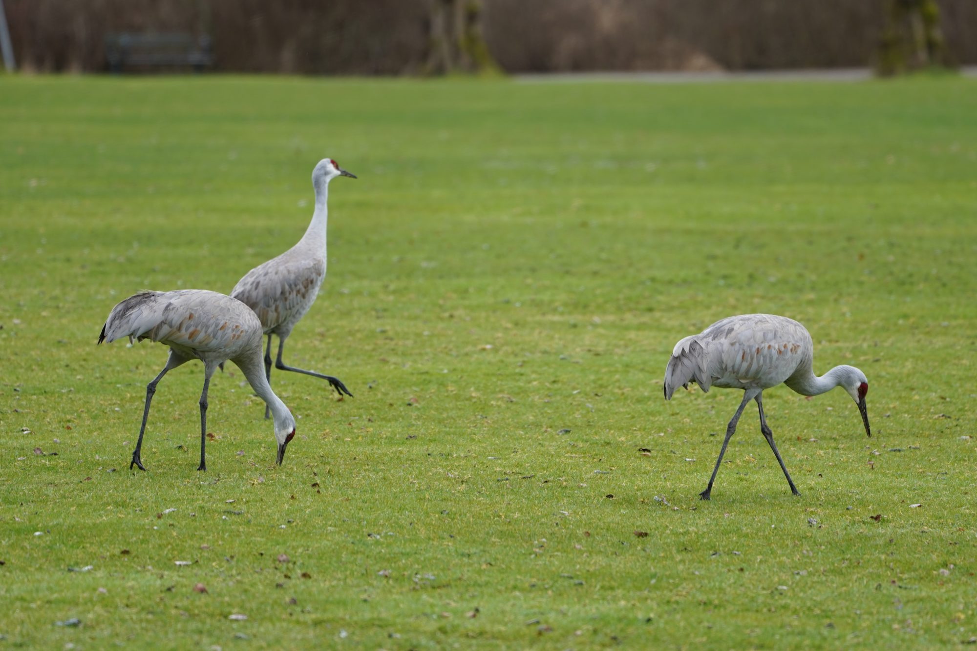 Sandhill Cranes