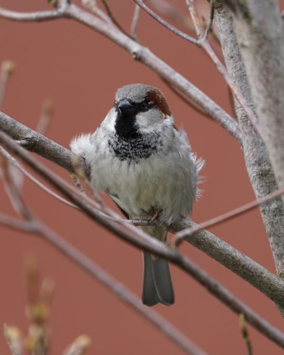 House Sparrow, male