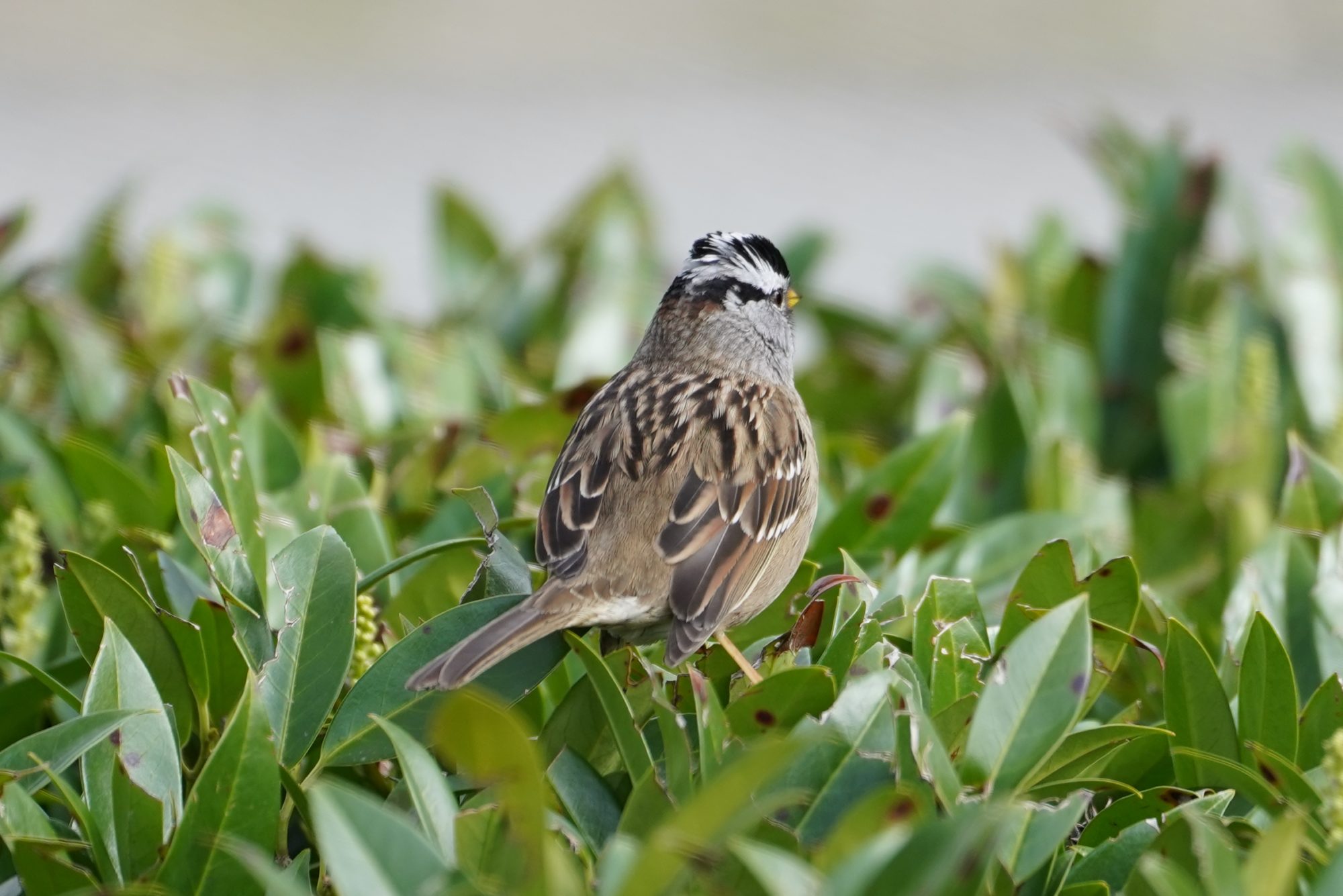 White-crowned Sparrow