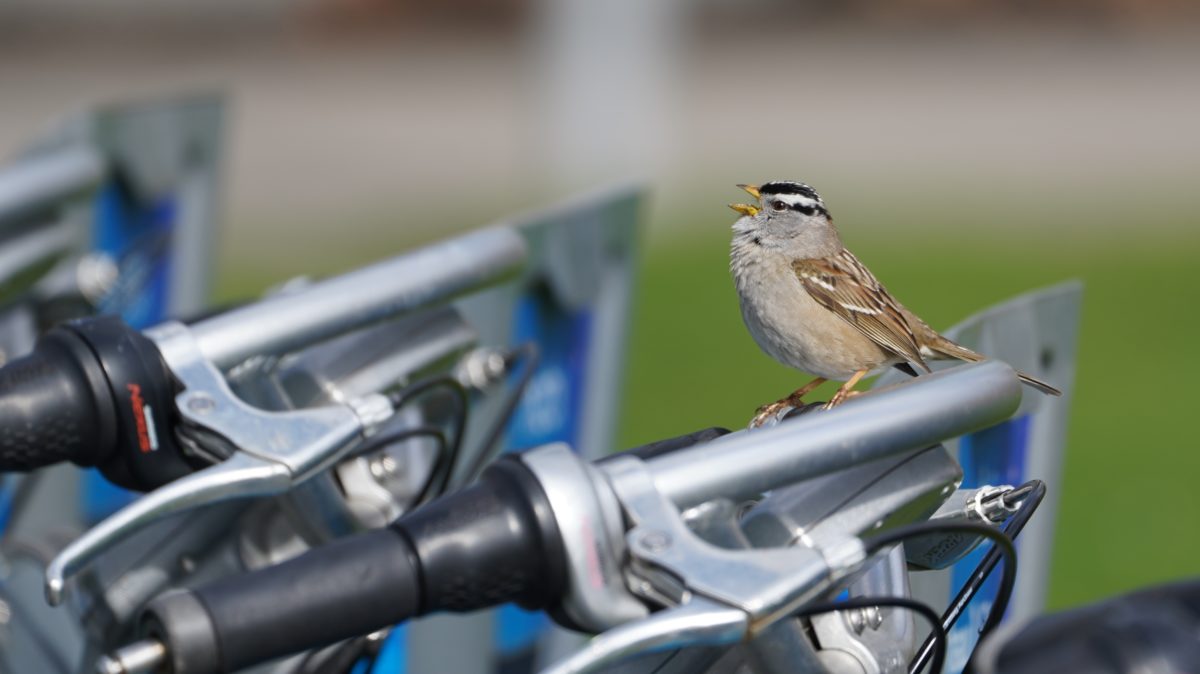 White-crowned Sparrow on bicycles