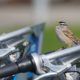 Sparrow riding bikes